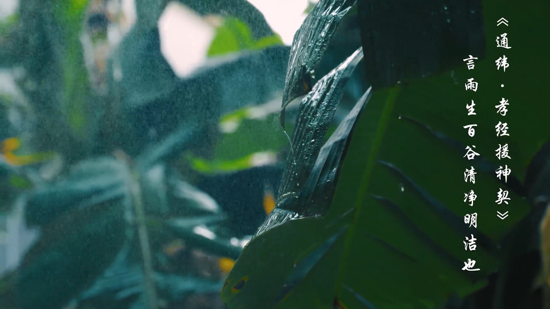 【清風(fēng)傳承】谷雨：谷得雨生 品苦知甜