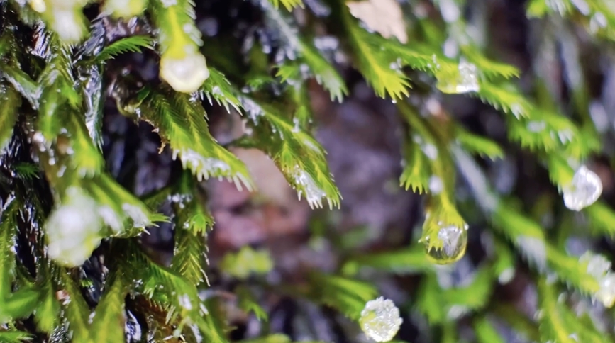 【清風傳承】驚蟄：雷震“鼓”動萬物蘇