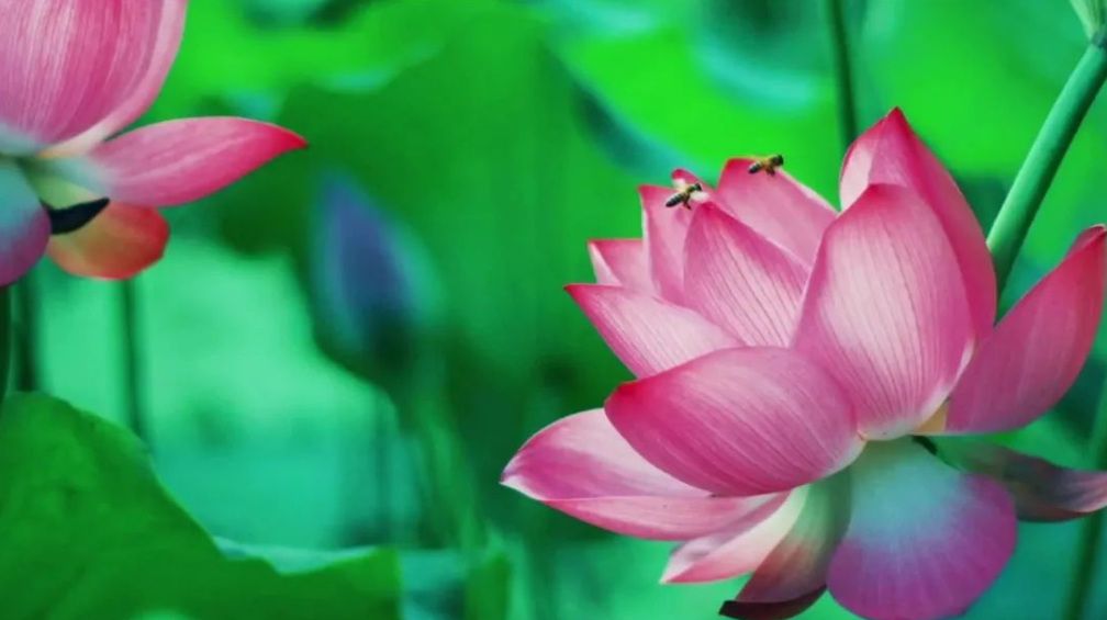 立夏：家國記心中 家風傳天下